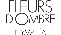 Fleurs d'Ombre  Nymphéa 